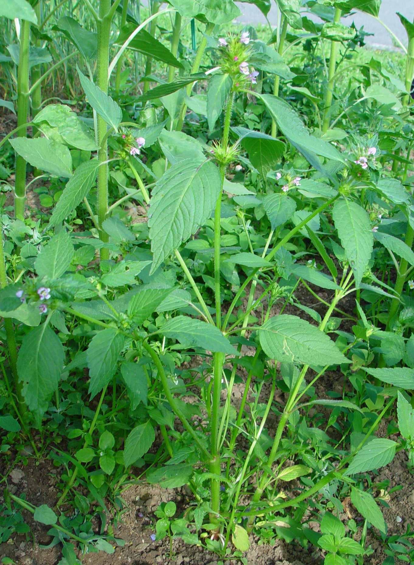 GALTET_B_24.06.04 014b.jpg